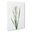 Yellow-Banded Iris Flowers by Pierre-Joseph Redoute - Wrapped Canvas-55319914