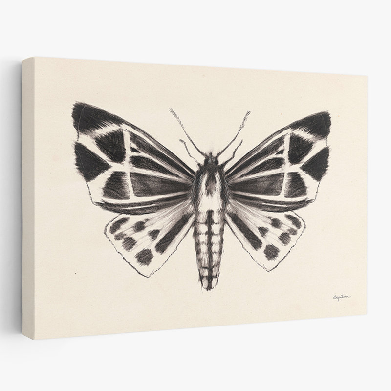 Animaux - papillon de nuit III, H 16 po x l 24 po