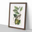 Lizard by Mark Catesby - Picture Frame Painting Print-55580781-55580780