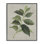 Giclée à feuilles de caféier Arabica, design par Lanie Loreth