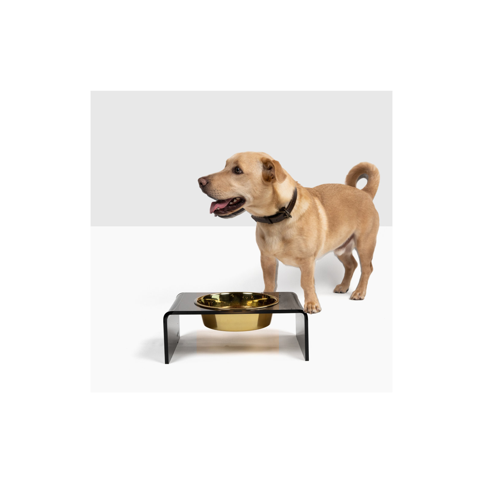 Single Bowl Elevated Feeder with Bowl, Gold, Smoke Grey