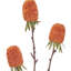 Chardon d'automne 29 po X3-128538642