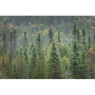 Superior National Forest I Crop by Alan Majchrowicz - Wrapped Canvas Print