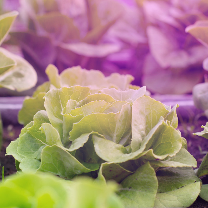 Miracle LED LETTUCE Grow Light Kit with Sproutmatic Timer, Red & Blue Spectrum