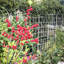Paquet de 4 treillis de jardin en métal 86,7 po x 19,7 po - Treillis galvanisé antirouille pour plantes grimpantes, support de fleurs d'extérieur extensible-1570325979