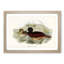Blue Billed Duck by Elizabeth Gould - Picture Frame Painting Print-55544368-55544370