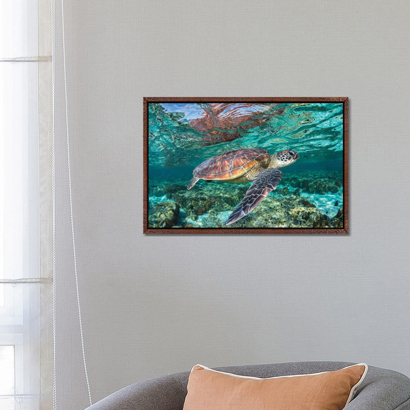 The Reef Wanderer by Jordan Robins - Print on Canvas, 101.6 cm H x 66.04 cm W, Brown Framed