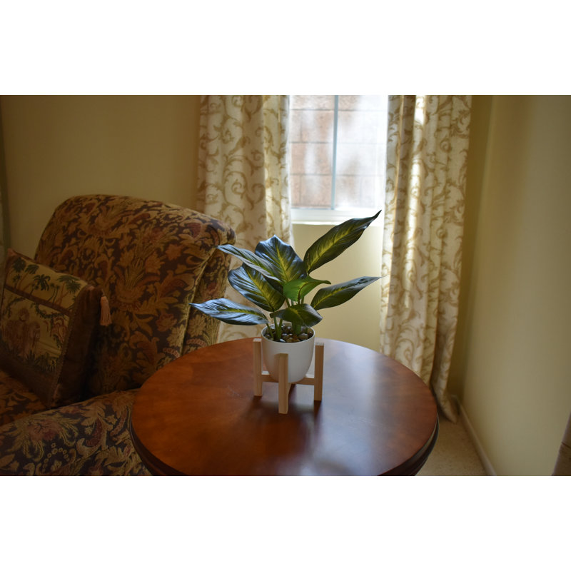13'' Dieffenbachia Plant With Wood Stand