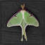 Regal Moth 3 by Thom Filicia