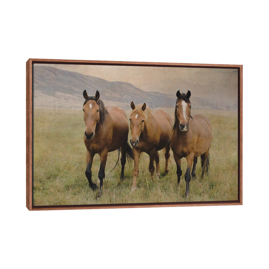 Gerahmtes Leinwandbild Three Friendly Mustangs von Rhonda Thompson