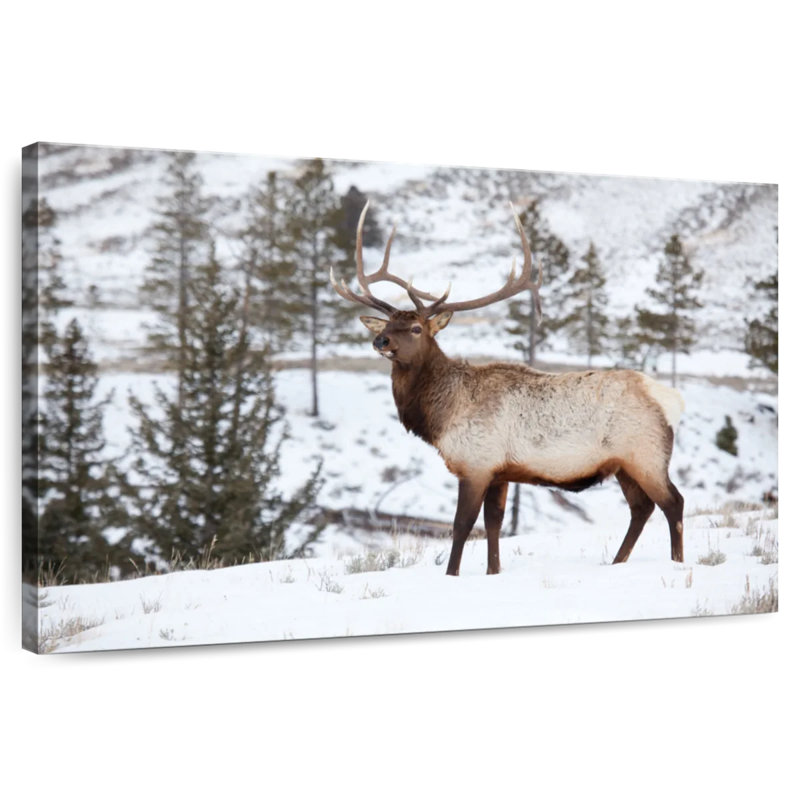 Winter Bull Elk, 34" H x 51" W