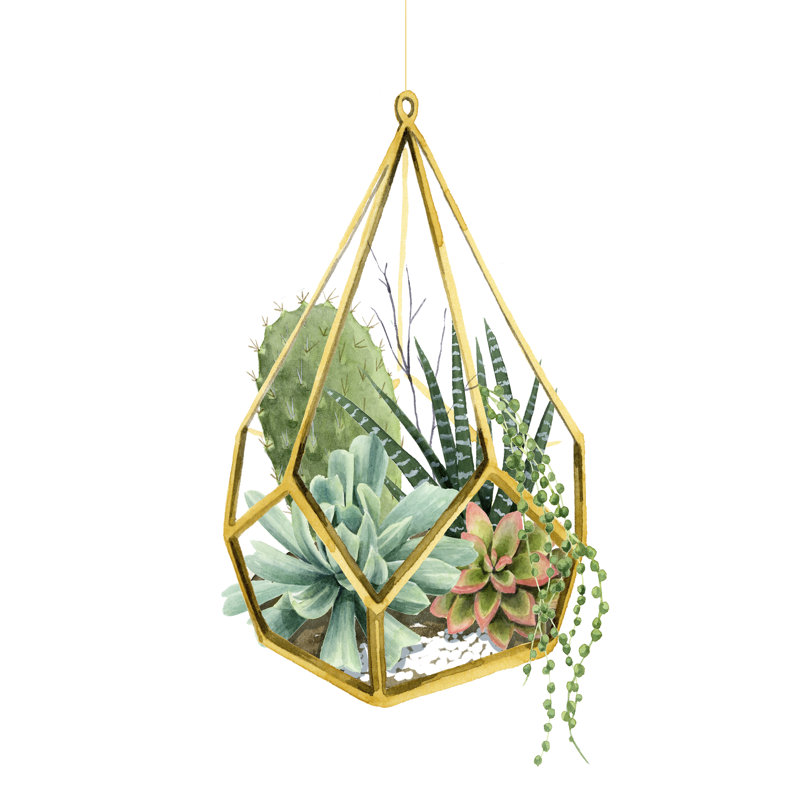 Wild Terrarium II, H 12 po x l 8 po