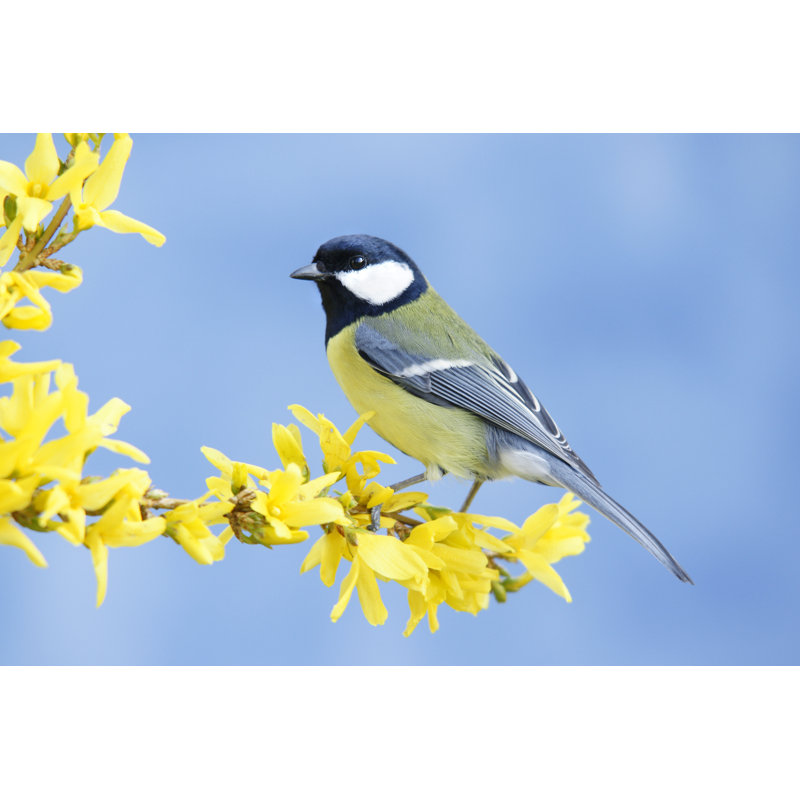Great Tit On Forsythia Twig by Schnuddel - Wrapped Canvas Print, 20cm H x 30cm W