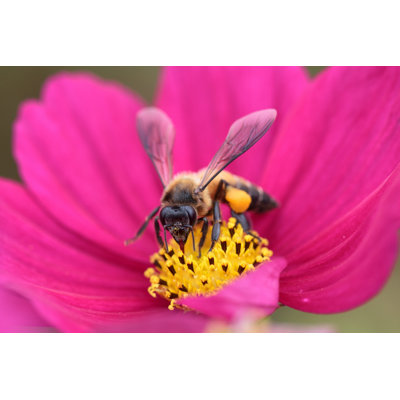 Honeybee Pollinated - Wrapped Canvas Print
