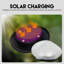 Natural Solar Powered Glass Pathway Light