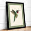 Ruby Hummingbird Botanical - Framed Print-1687067888-1687067891