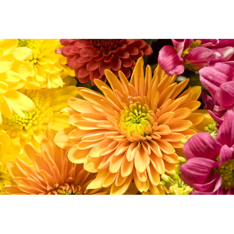 Chrysanthemums Background by Pears2295 - No Frame Print on Canvas, 61cm H x 91cm W