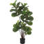 47cm Plant