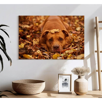 Mignon Pitbull d'automne
