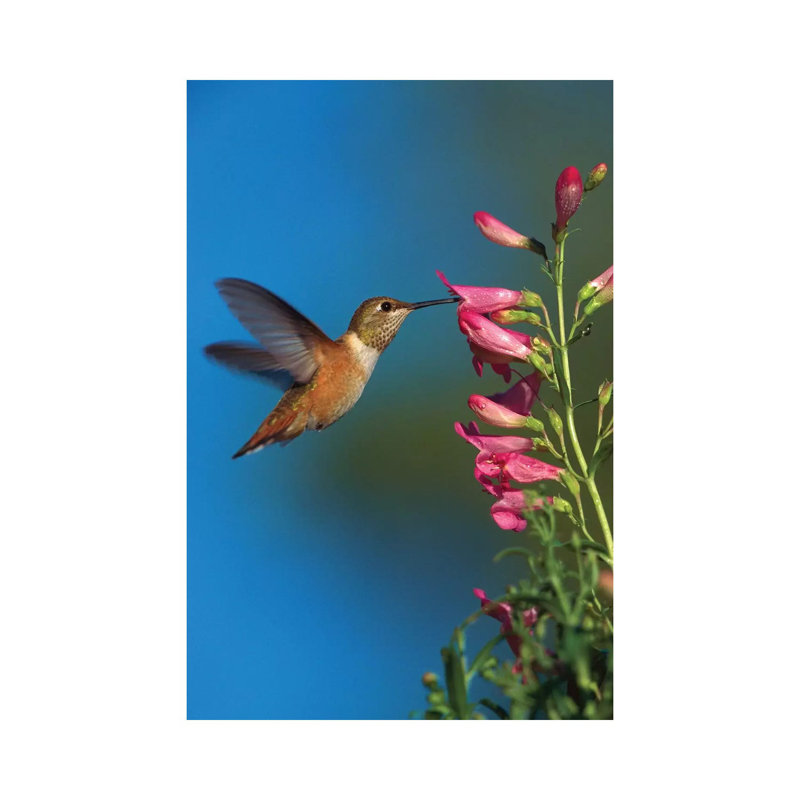 Rufous Hummingbird Feeding On Flowers, New Mexico by Tim Fitzharris - Wrapped Canvas Gallery-Wrapped Canvas Giclée