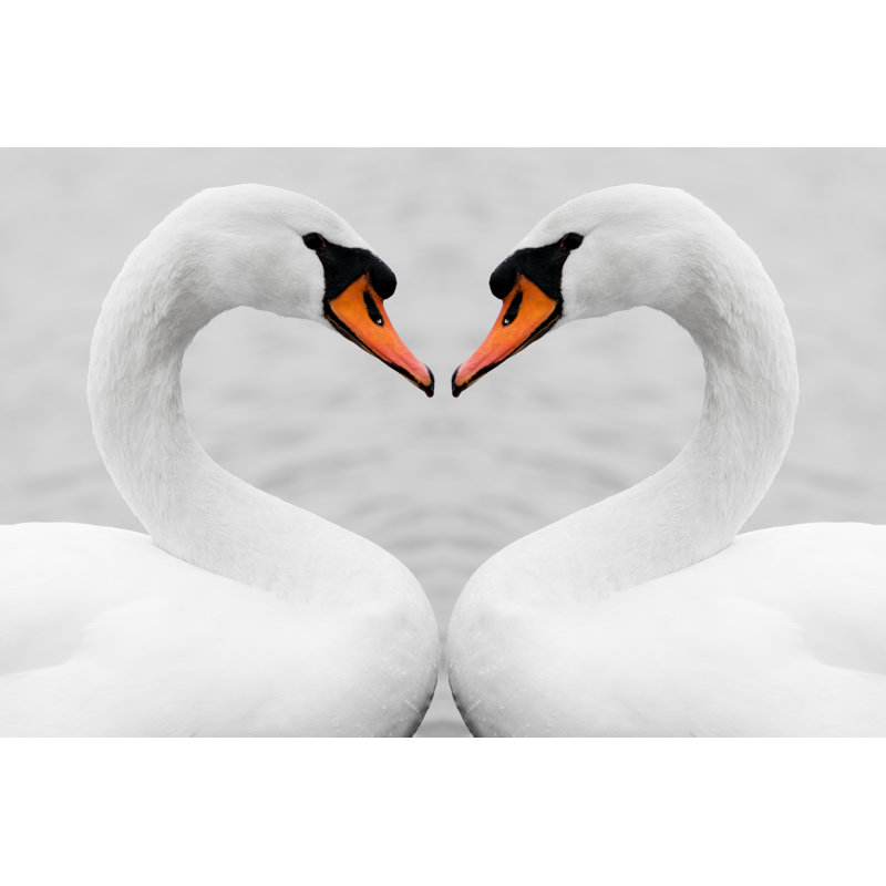 «Love of Swans» par Kumud Parajuli - photographie sur toile tendue, H 24 po x l 36 po