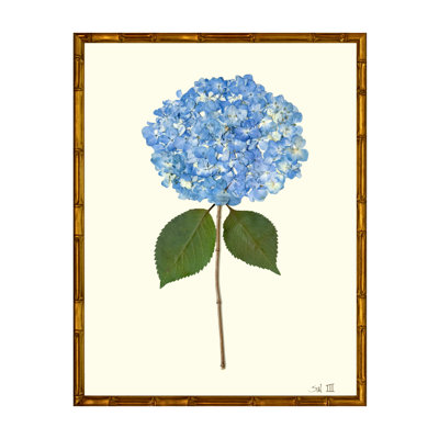Pressed Hydrangea Print by Sandy Whitaker