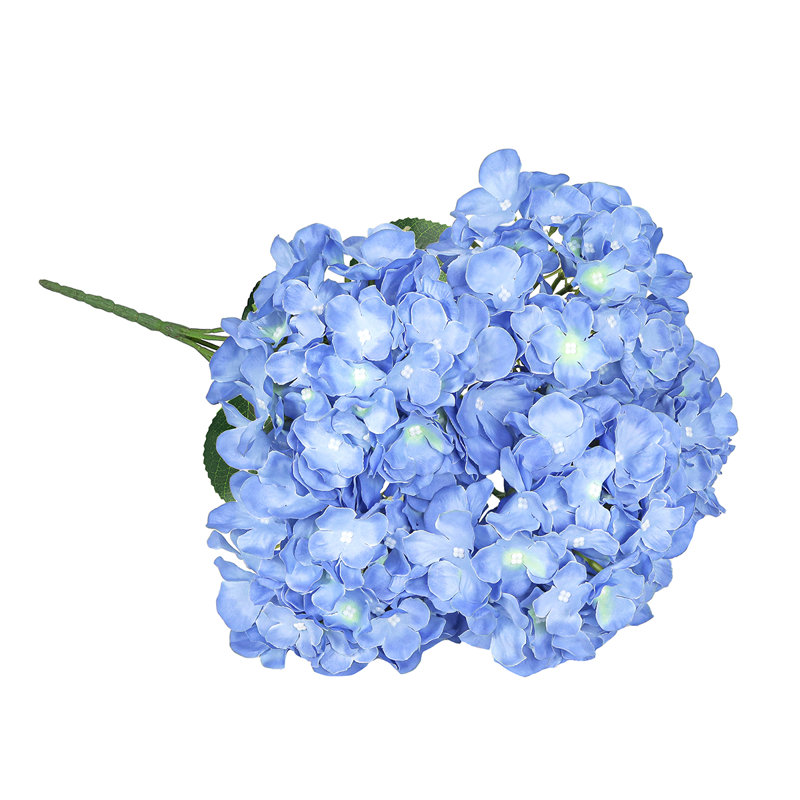 Hortensia de luxe, Bleu ciel