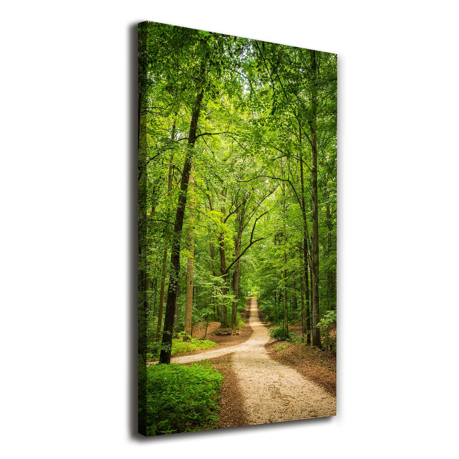 Union Rustic Path In The Forest - Print | Wayfair.co.uk
