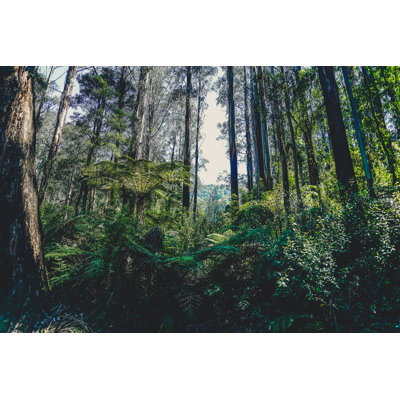 Treetop In The Rainforest by Artjom Kissler - No Frame Art Prints on Canvas