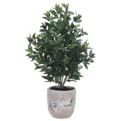Mini olivier en pot de ciment vert