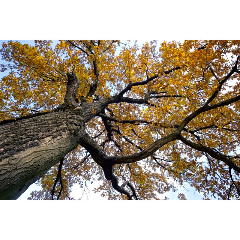 Old Oak by OlgaLIS - Wrapped Canvas Print, 30cm H x 46cm W x 3.8cm D