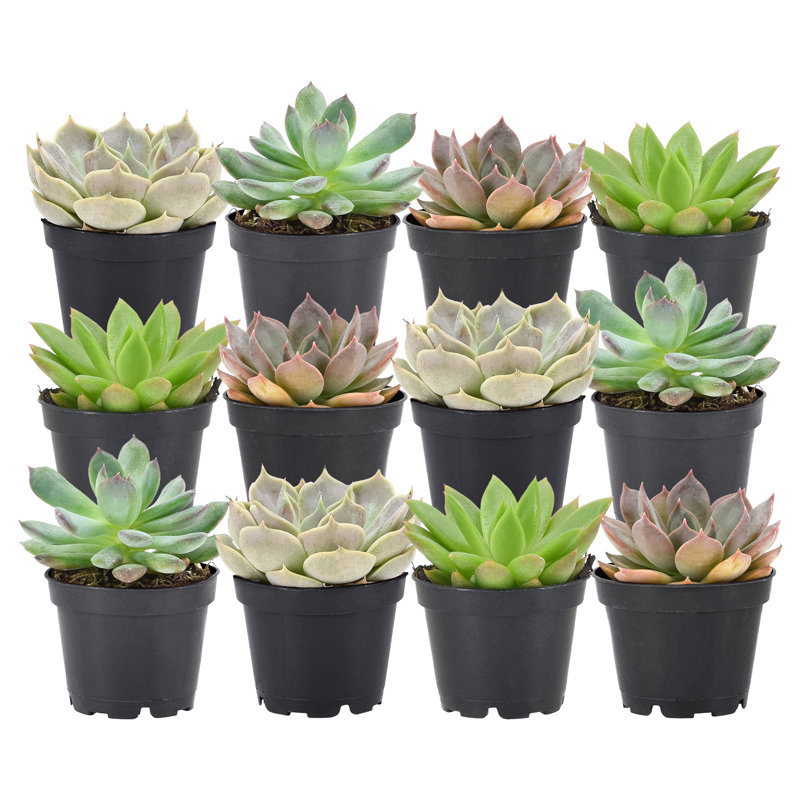 1.75'' Succulent Plant in Pot, 12