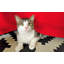 Jupe de lit 100% coton 300 fils 300 fils certifiés-1927985432-1927985416