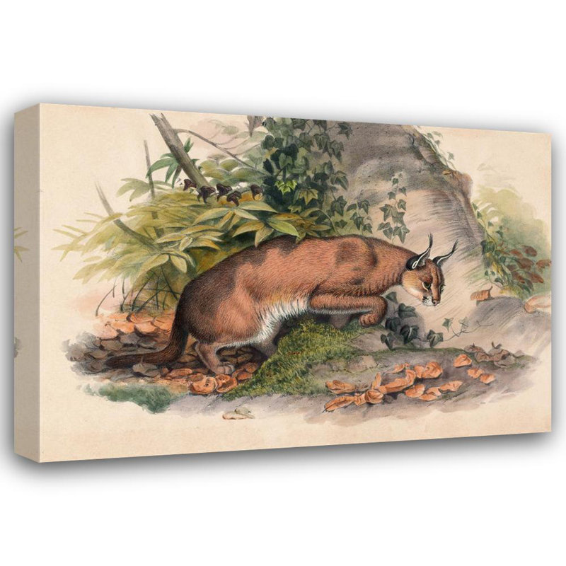 «The Red Caracal» par Joseph Wolf - Art mural sur toile tendue avec châssis, H 14 po x l 18 po
