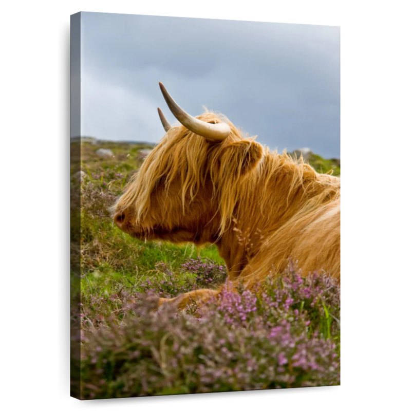 Bramil Heilan Coo dans un champ de lavande, H 24 po x l 16 po