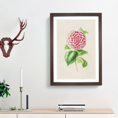 Pink Camellia Flower Illustration - Framed Print
