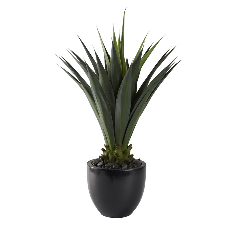 Agave géante 48 po en pot rond brillant