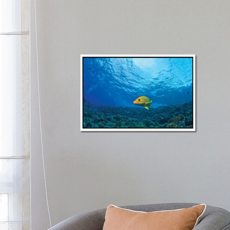 Blue striped Grunt (Haemulon sciurus), Molokini Crater, South Maui, Hawaii, USA 1 Piece Wall Art on Canvas, White Framed