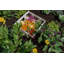 Jardin de compostage en vinyle blanc CLASSIC 4 x 4
