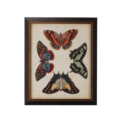 " Display Of Butterflies IV "