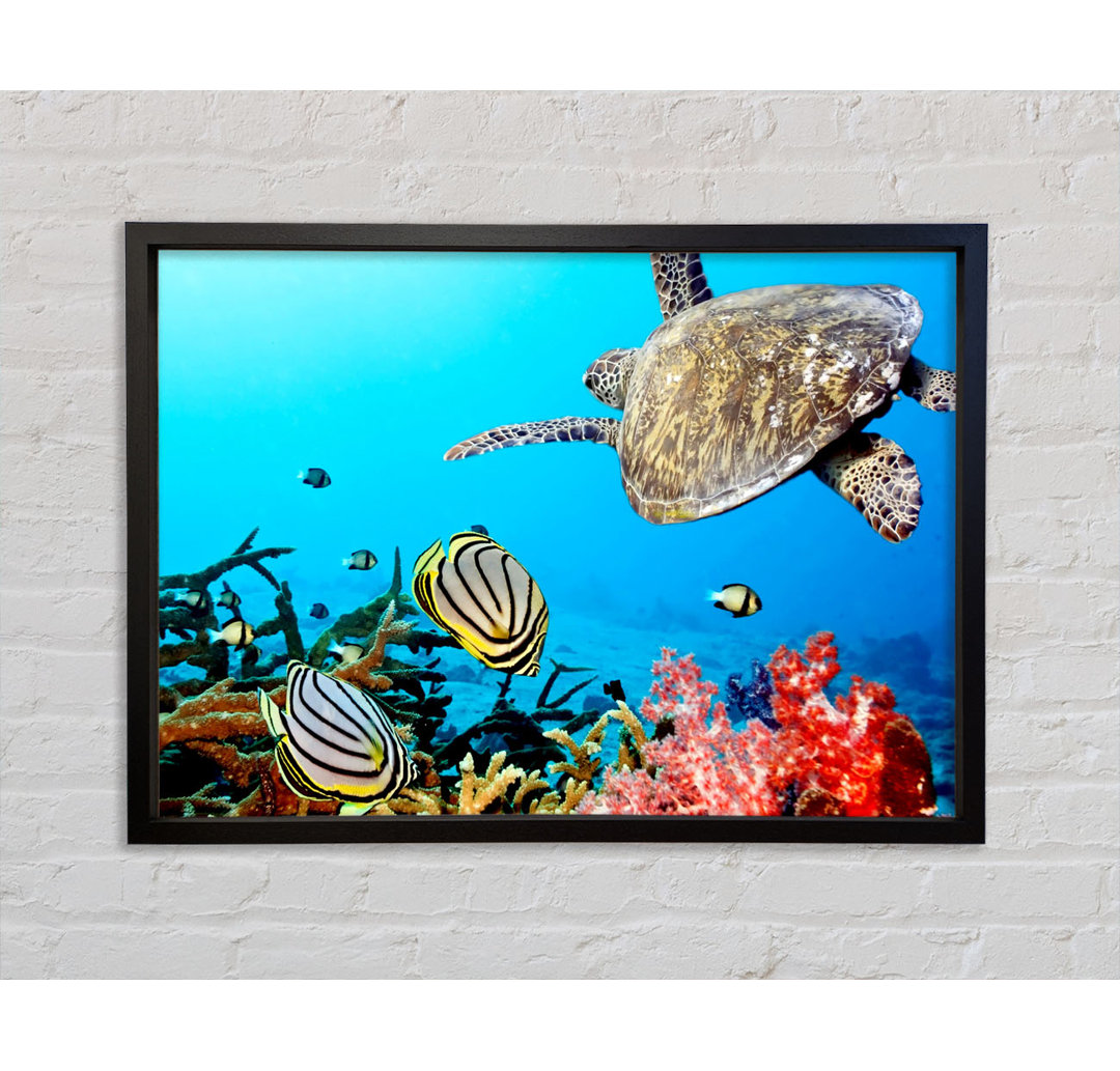 Unterwasser-Schildkröte und Fische - Einzelne Bilderrahmen Kunstdrucke auf Leinwand