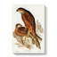 Radiated Goshawks by Elizabeth Gould - Wrapped Canvas Painting-55322756