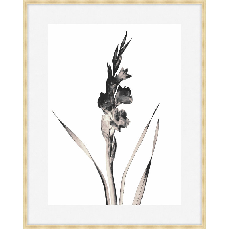 Flora Noir 3 Framed Print, 47.75" H x 37.75" W