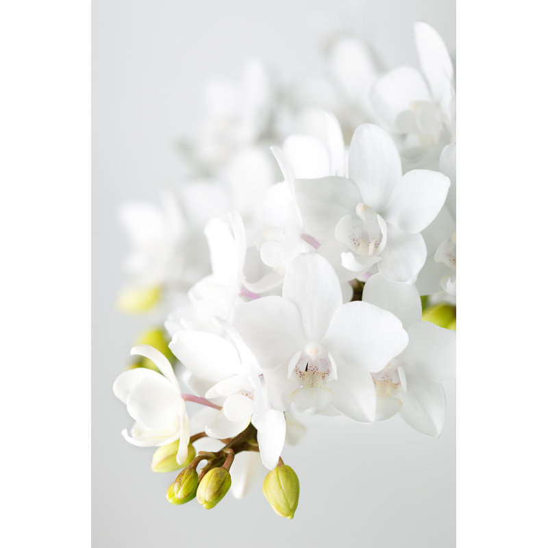 White Orchids by CactuSoup - Wrapped Canvas Print, 30cm H x 20cm W x 3.8cm D
