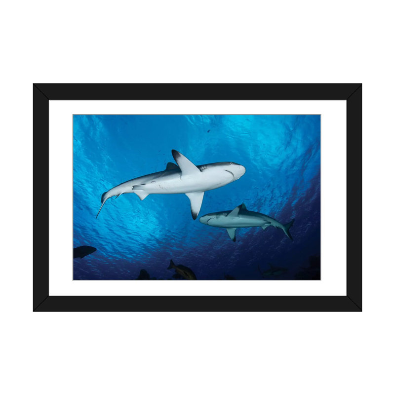 " Gray Reef Sharks, Yap, Micronesia " by Andreas Schumacher, Black Framed Fine Art Paper, 24" H x 32" W x 1" D, White