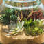 Ensemble de 4 plantes artificielles en succulent de bureau rustique