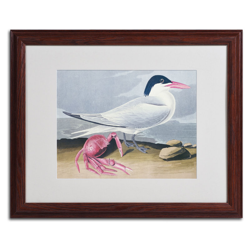 Cayenne Tern par John James Audubon - reproduction d'art sur toile, H 16 po x l 20 po x P 0,5 po, Brun