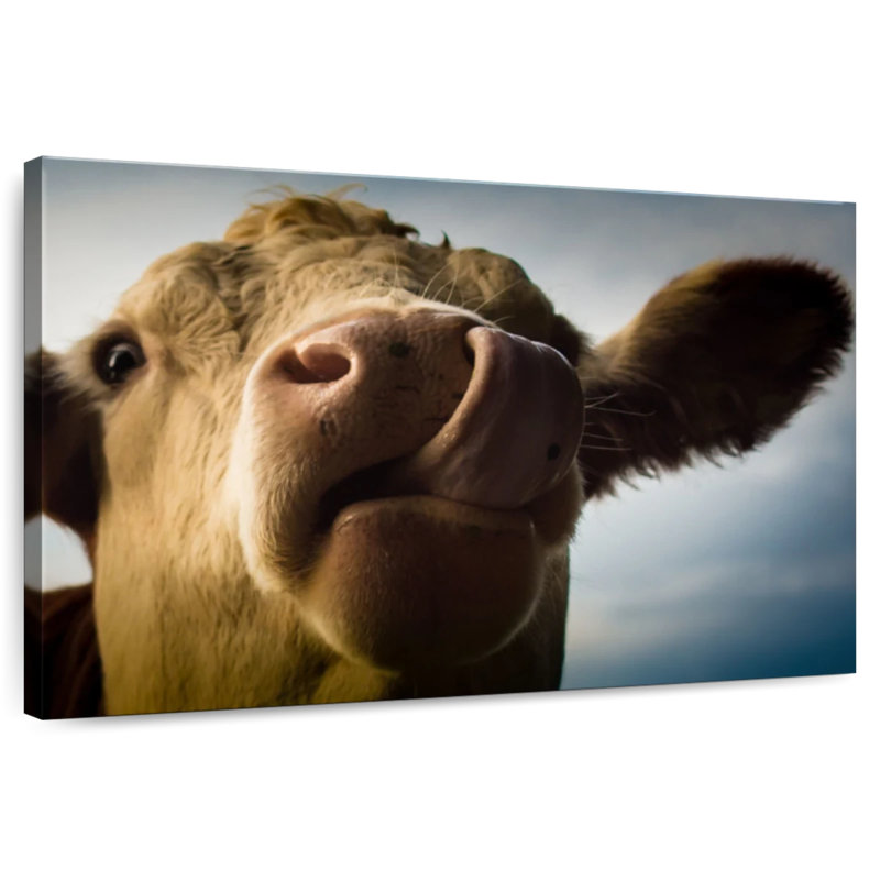 Vache ridicule, H 24 po x l 36 po