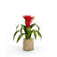 Tropical Bromeliad Centerpiece in Glass Jar-1396278699