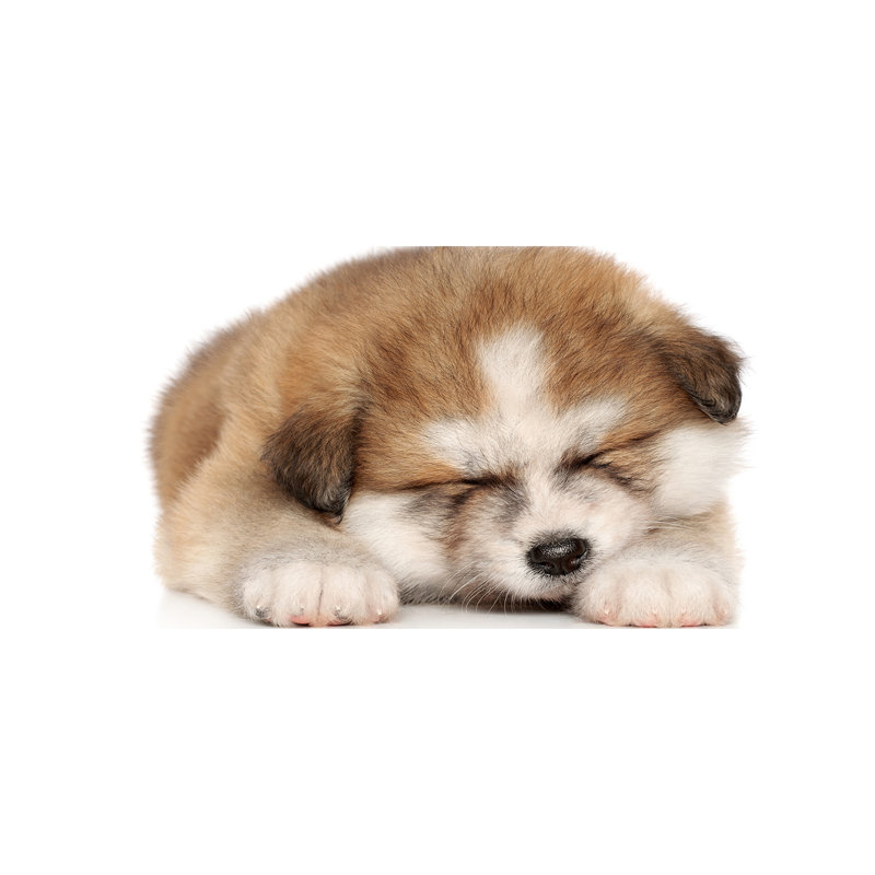 Akita Puppy - No Frame Print on Canvas